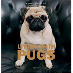 Dressed up pugs